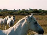 Parco della Camargue CAVALLI DI RAZZA DELLA CAMARGUE